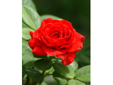 ����� 110� 10��.jpg