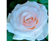 �����, ���������, ��������, 150 ��� (�������� 1��).jpg