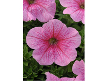 ������� Daddy Pink