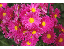 ����������.