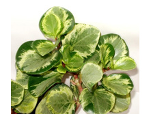 ��������� ����������� �����������.