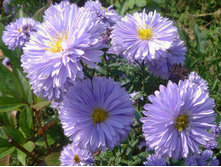 ����� ��������������� ���� �������