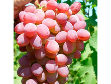 �����������, ������, ��������, 160 ��� (�������� 1 ��)