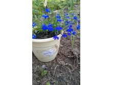 �������