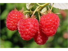 ������ ���� ��������� �2 161�