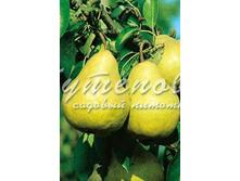 ������ �������� �4 545�  �7 728�