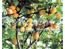 ������� ���� ������������4  545�