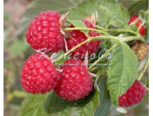 ������ ������������ "������" 183�