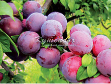 ����� ���� ������� �4 545�, �7-714�