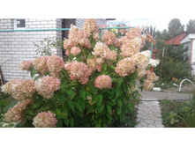 ����������� ��������� 150 ���.