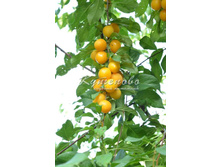 ����� ����� ������ �4 545� �7 714�