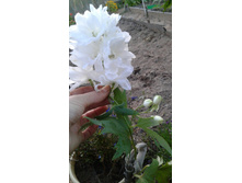 ���������� �����