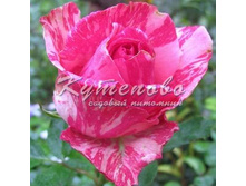 ���� �����-��������� "���� �������  �2  300�