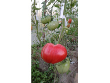 ���. ������� �����.jpeg