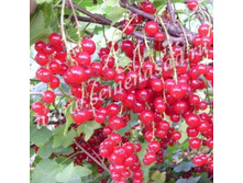 ��������� ������� ����.jpg