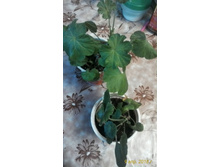 ���� ����������� ��������