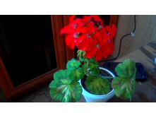 ���������� Happy Thought