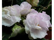 �� - ����� �������