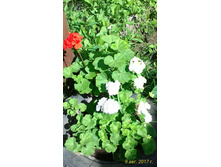 ���������� � ���� ����