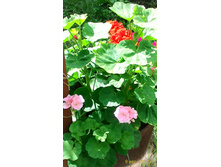 ���������� � ���� ����