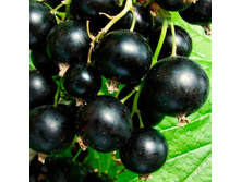 ��������� ������ �����, 160 ��� (�������� 1 ��).jpg