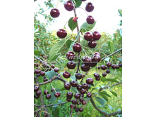 ����� ������������ "�����������" �4 545� �7  728��