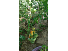 ���� ���