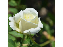 ����� �������, �����-���������, ��������, 150 ��� (�������� 8 ��).jpg