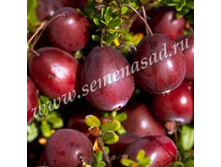 ������ ������������� ��� ���.jpg