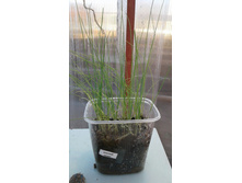 ��� �����