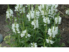 ���������� ���������� "������� �����"