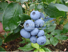 �������� "�����" �2 322�