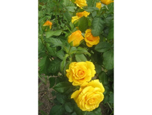 ����� (KERIO).jpg