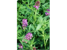 ������� 0,5�� - 38�.