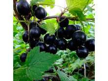 ��������� ������ ��������, 160 ��� (�������� 2��).jpg