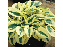 ����� firn line.jpg