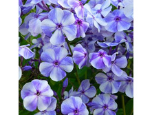 ����� ����������� �����.