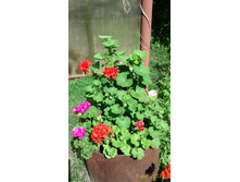 ���������� � ���� ����