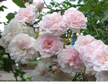 ����� 110� 10��.jpg