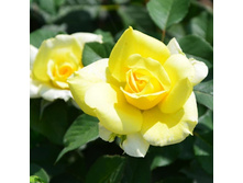 ��������, �����-��������, ��������, 150 ��� (�������� 1��).jpg