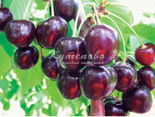 ������� "�����" �4 627�