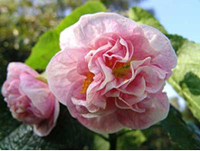�������� Victorian Lady - ��������