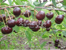 ����� ������������ "����������"  �4 545�  �7  728�