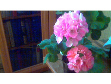 PAC Mosaic Pink � Peperment Twist