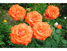 �������� 110� 2��.jpg