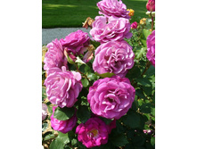 ������ ������ 110� 1��.jpg