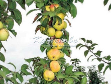 ������ ������������ "���������" �4  627�