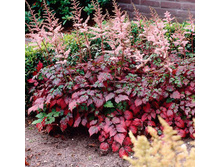 �������� ������� ����� ����.jpg