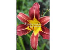 �������� "Crimson Pirate" ������� �1 196�