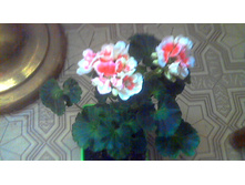 ���������� PAC Salmon Komtess